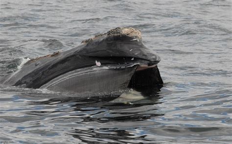 phallus de baleine|Combien pèsent les plus gros testicules du règne。